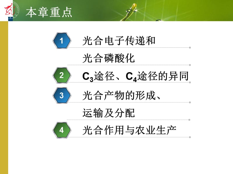 光合作用和同化产物的运输、分配.ppt_第3页