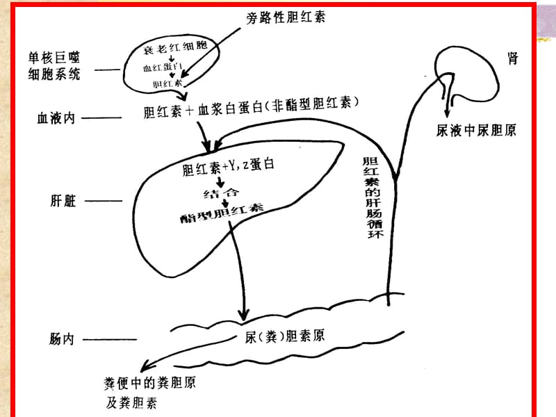 《黄疸诊断思路》PPT课件.ppt_第3页