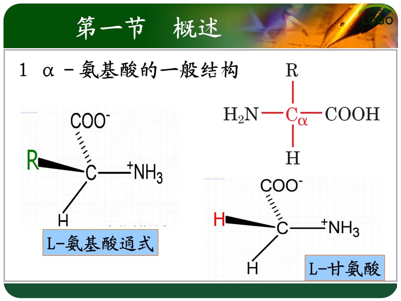 氨基酸教学课件ppt.ppt_第2页