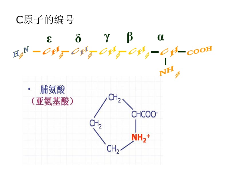 氨基酸教学课件ppt.ppt_第3页