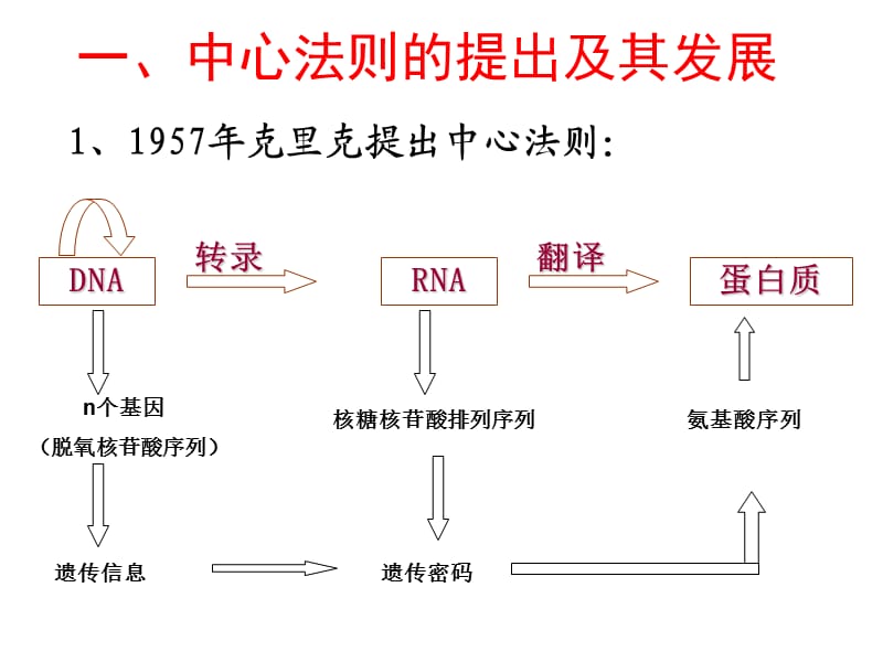 基因对性状的控制比较好.ppt_第3页