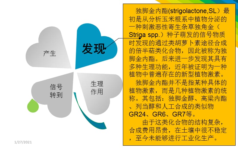 独脚金内酯物质的生理作用及信号转导.ppt_第3页