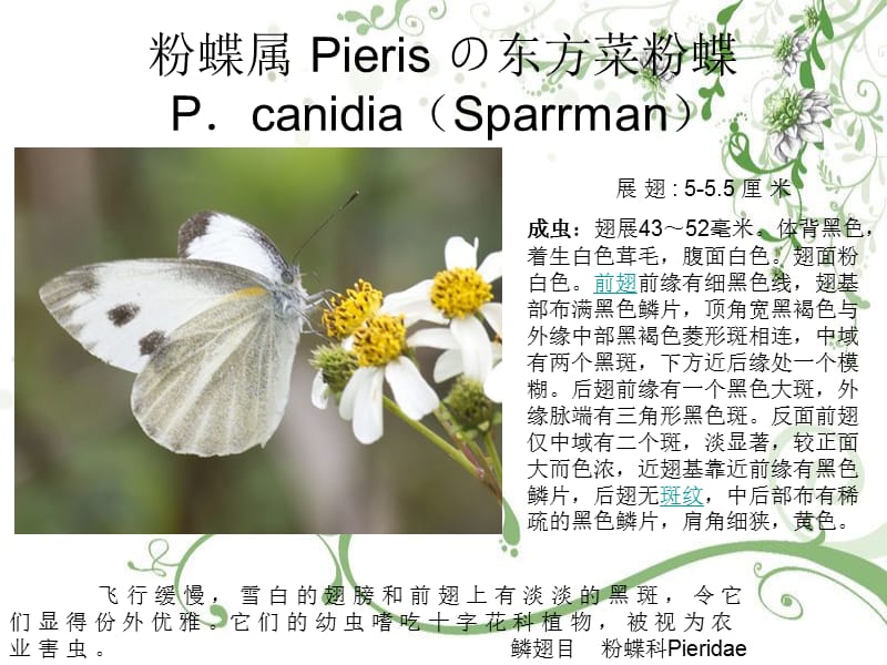 粉蝶科（Pieridae ）.ppt_第2页