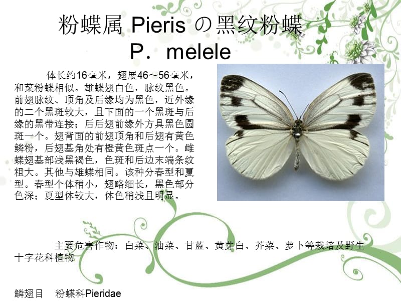 粉蝶科（Pieridae ）.ppt_第3页