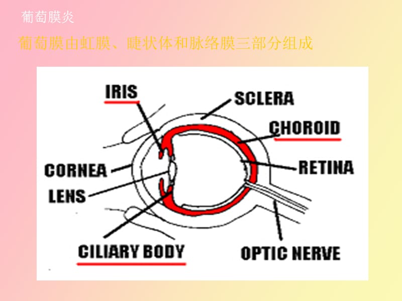 风湿病引起眼部疾病.ppt_第2页