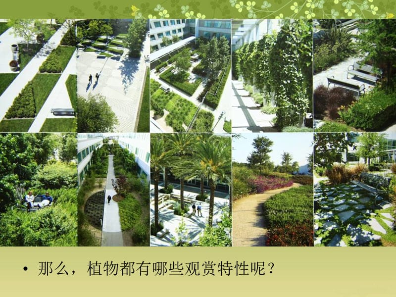 植物的观赏特性.ppt_第2页