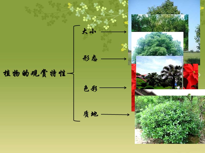 植物的观赏特性.ppt_第3页