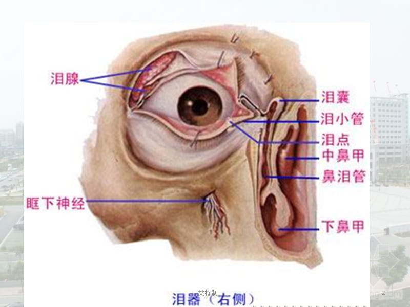 泪道的应用解剖【行业研究】.pptx_第2页