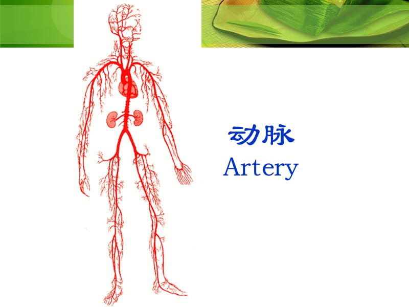 人体解剖学--动脉.pptx_第1页