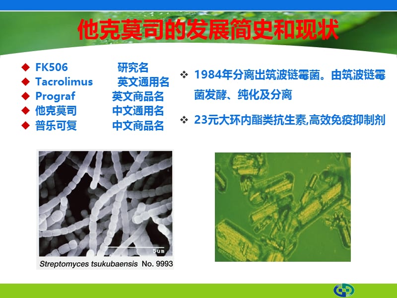 他克莫司在狼疮肾炎治疗中的应用.pptx_第3页