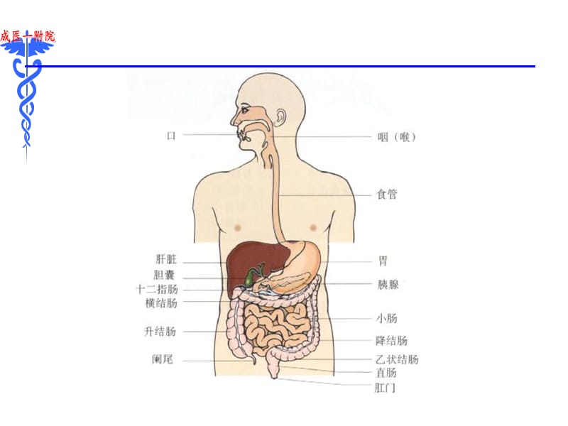 消化内科总论.ppt_第3页