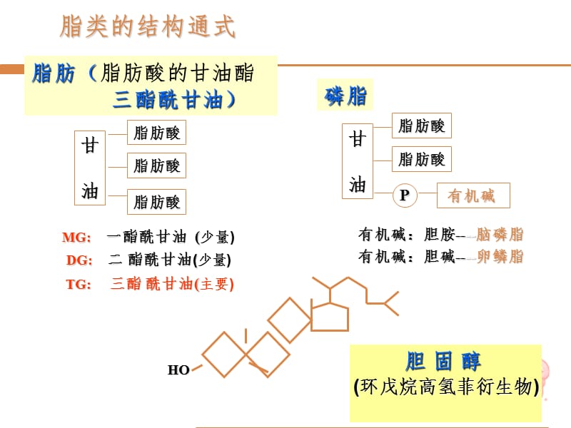 脂类代谢m幻灯片.ppt_第3页