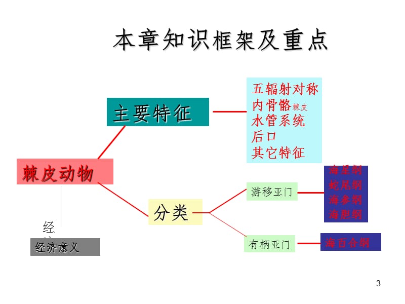 棘皮动物门幻灯片.ppt_第3页