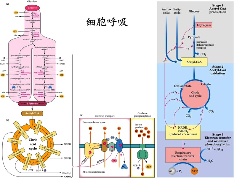 糖的分解代谢幻灯片.ppt_第2页