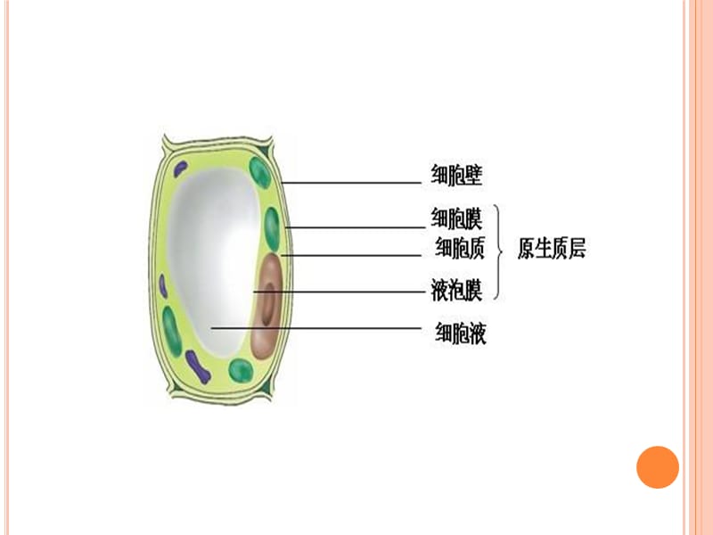 植物细胞质壁分离复原探究性教学.ppt_第3页