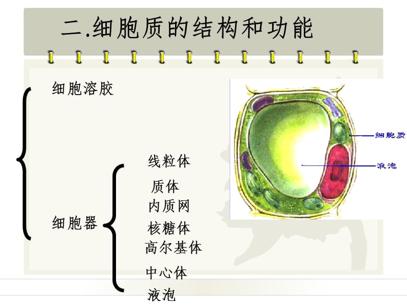 细胞质浙教版幻灯片.ppt_第3页