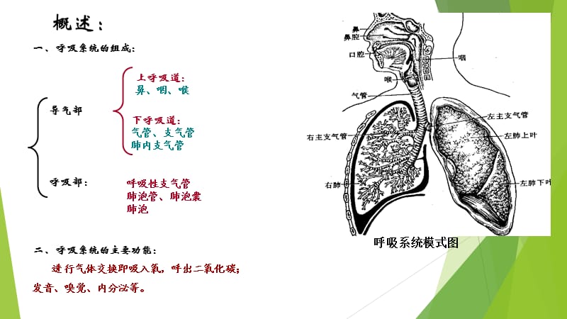 呼吸系统080403.ppt_第2页