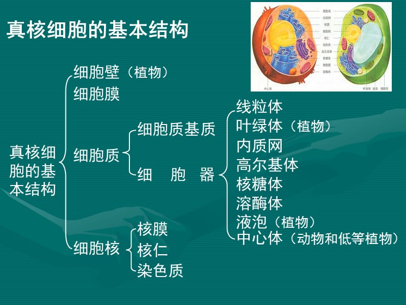 细胞器的结构和功能74730.ppt_第2页