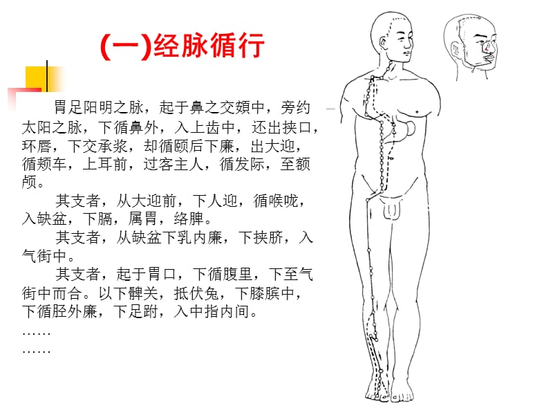 足阳明胃经及重点穴位.ppt_第2页