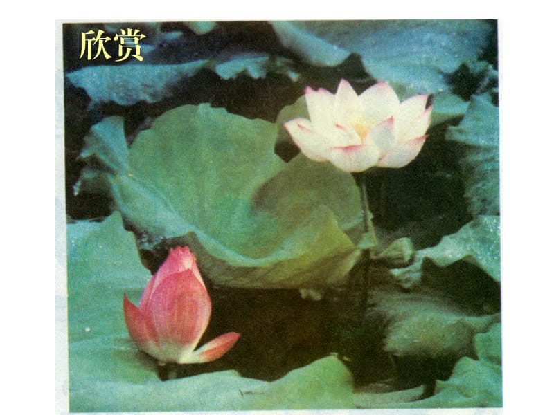 花卉－中国画（美术）[www1kejiancom][y].ppt_第2页