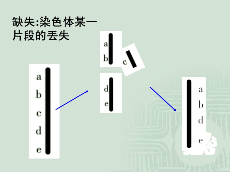 人教版必修二第五章第二节染色体结构和变异（共30张PPT）.ppt_第3页