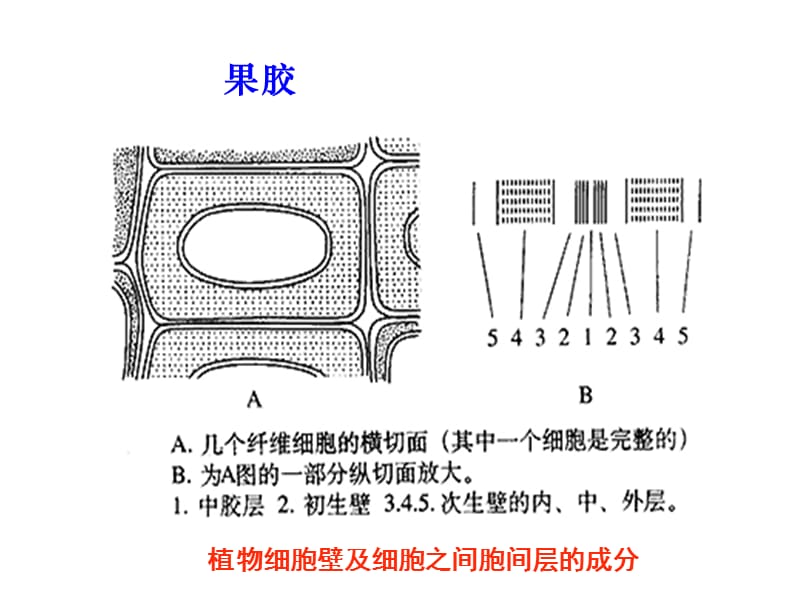 果胶酶在生产中的作用.ppt_第3页