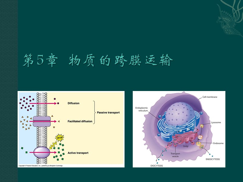 翟中和细胞生物学课件 第5章物质的跨膜运输.ppt_第1页