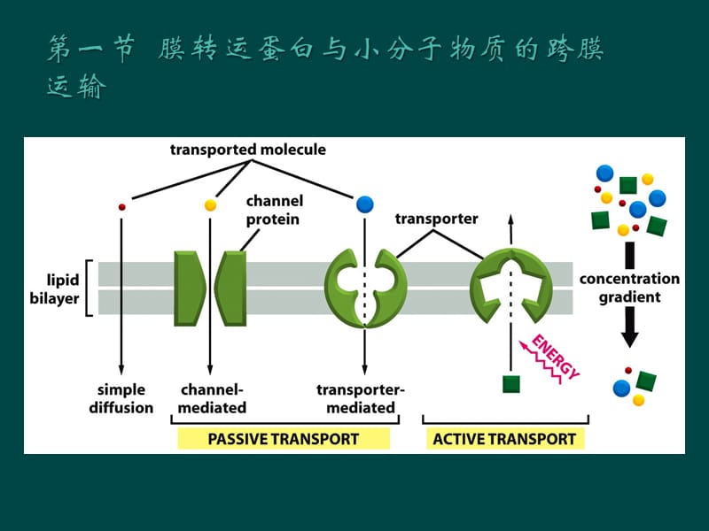 翟中和细胞生物学课件 第5章物质的跨膜运输.ppt_第3页