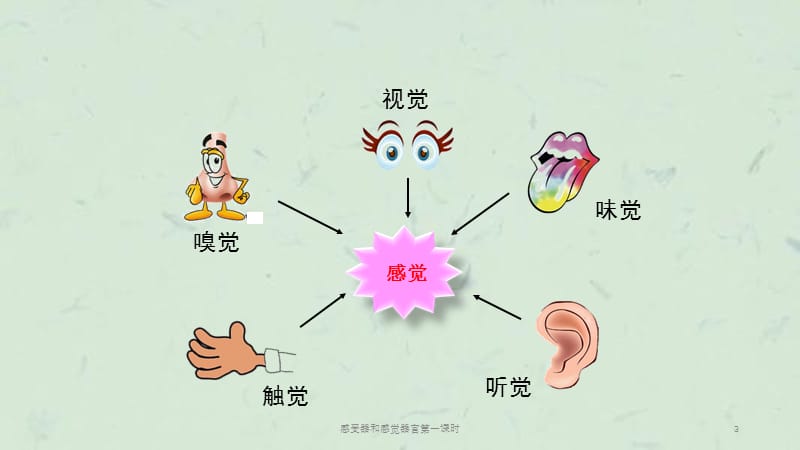 感受器和感觉器官第一课时课件.ppt_第3页