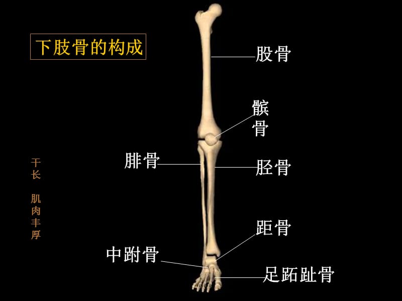 髌骨骨折.ppt_第2页