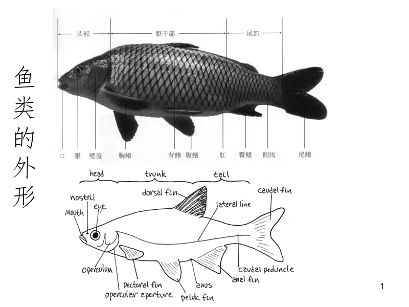 鱼类的外形幻灯片.ppt_第1页