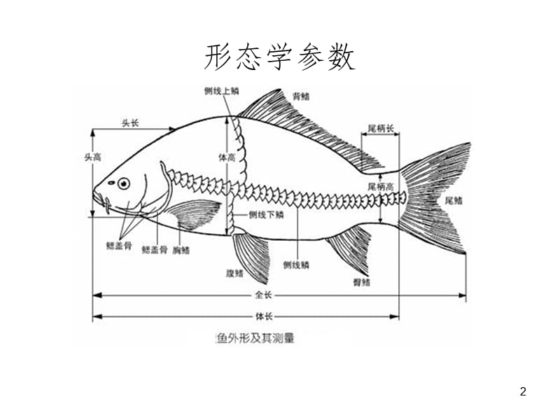 鱼类的外形幻灯片.ppt_第2页