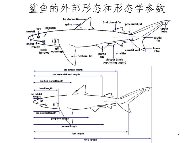 鱼类的外形幻灯片.ppt_第3页