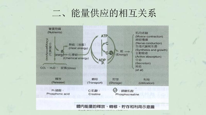 第五章 运动时骨骼肌的代谢调节与能量利用课件.ppt_第3页