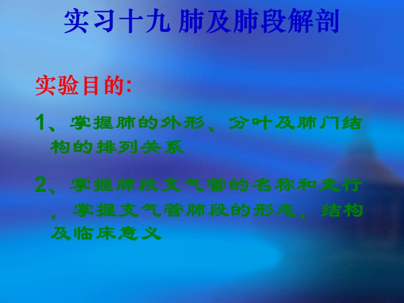 肺及肺段解剖.ppt_第1页