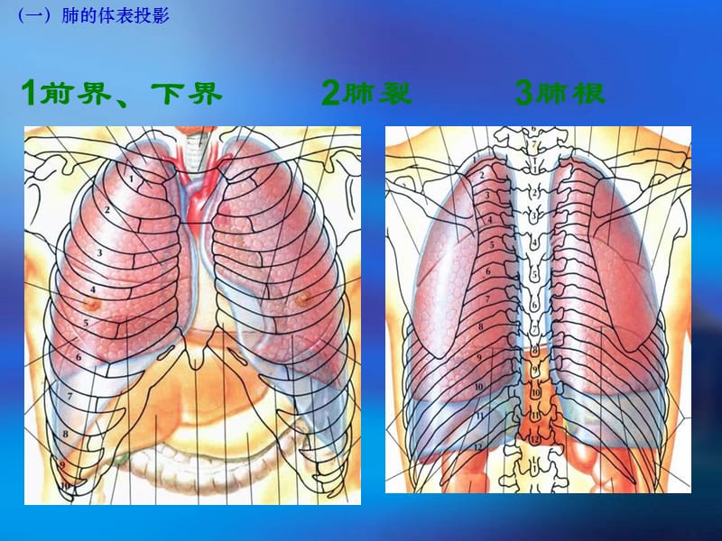 肺及肺段解剖.ppt_第2页