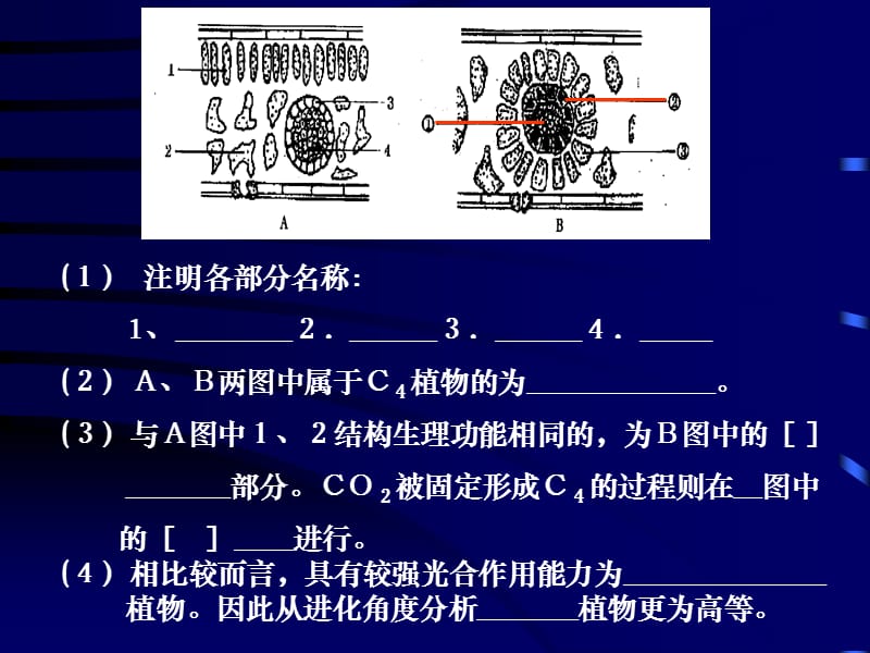 第5章第4节实验：提高农作物的光合作用效率.ppt_第3页