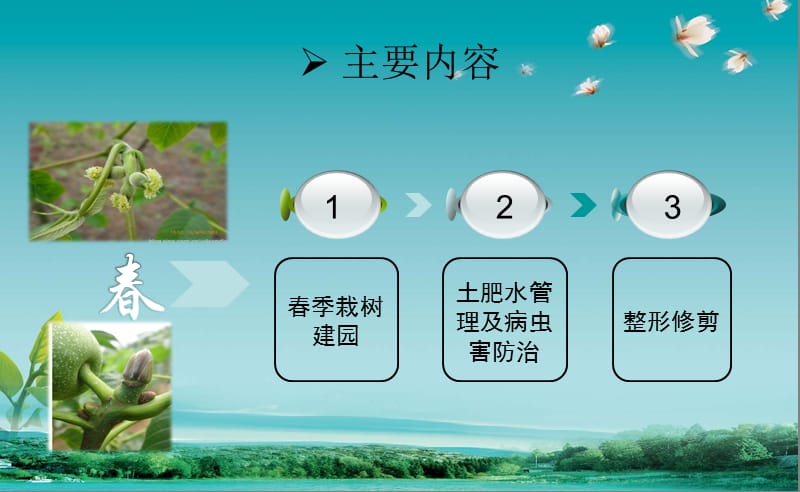 核桃种植技术培训(精品)PPT012.ppt_第3页