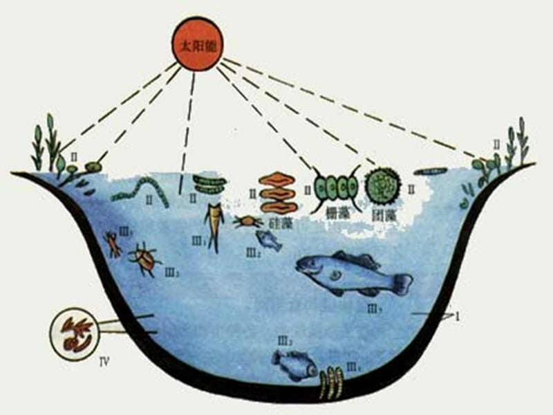 生物参考资料：生态系统的类型（2）.ppt_第2页