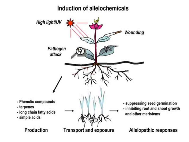 植物次生代谢产物生产.ppt_第3页