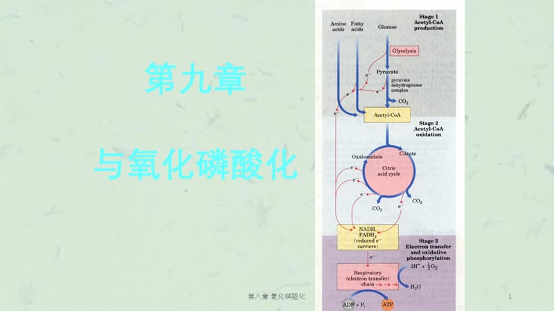 第八章 氧化磷酸化课件.ppt_第1页