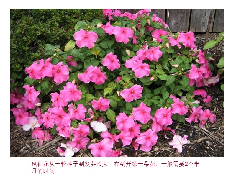 3、凤仙花开花了.ppt_第2页