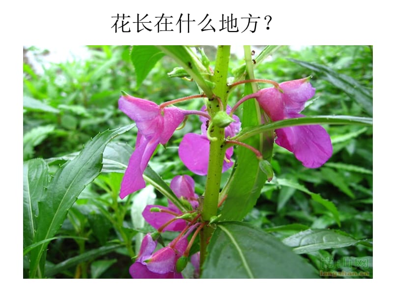 3、凤仙花开花了.ppt_第3页