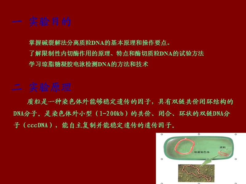 1.实验一：质粒提取实验.ppt_第2页