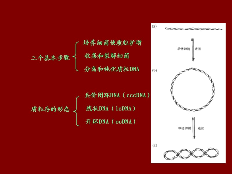 1.实验一：质粒提取实验.ppt_第3页