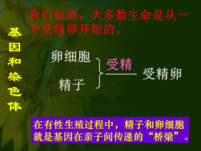 微课--基因经精子和卵细胞的传递.ppt_第2页