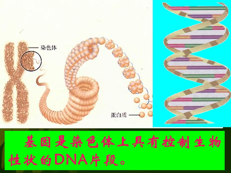 微课--基因经精子和卵细胞的传递.ppt_第3页