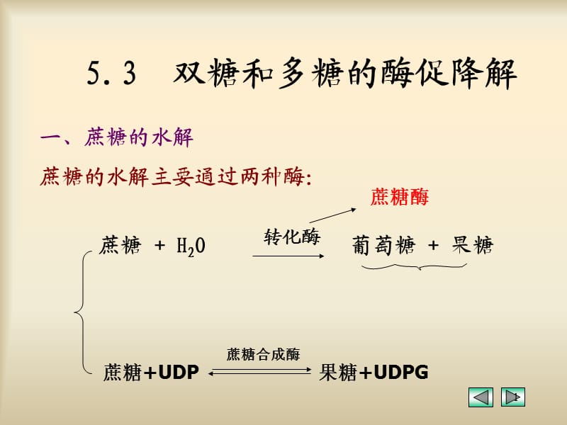 双糖和多糖的酶促降解参考PPT.ppt_第1页