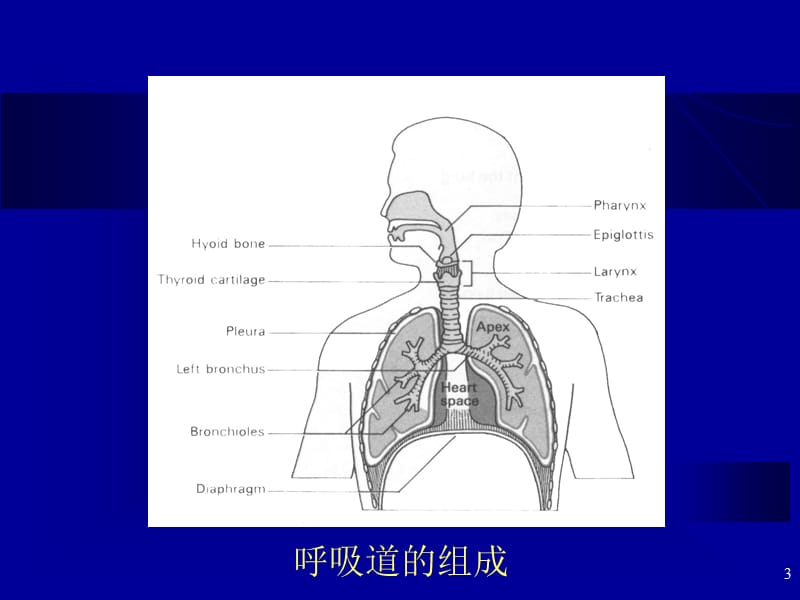 医学与人类健康呼吸系统常见疾病参考PPT.ppt_第3页