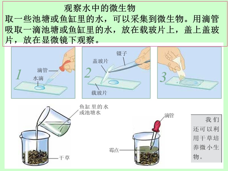 教科版科学六年级下册1-7《用显微镜观察身边的生命世界》(三).ppt_第2页